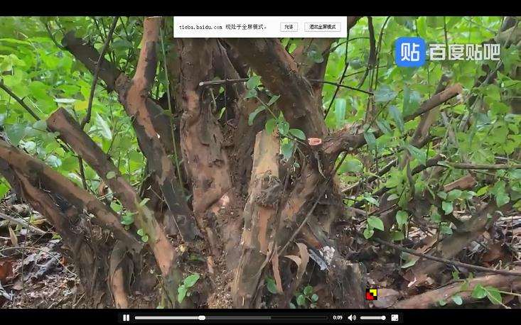 雀梅丛林下山桩 50公分 怎么样 图片