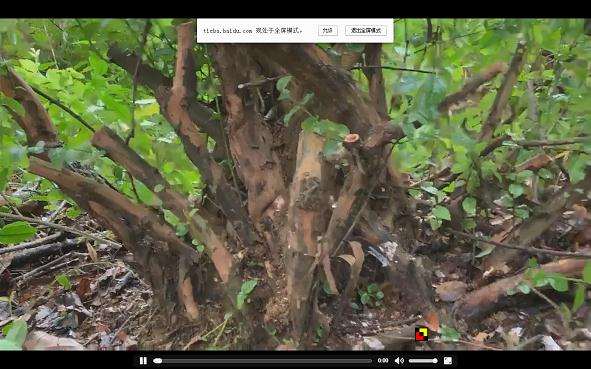 雀梅丛林下山桩 50公分 怎么样 图片