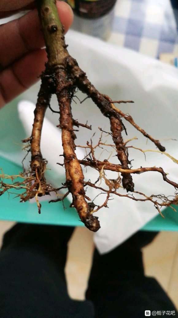 栀子下山桩还能救过来吗 怎么办 图片