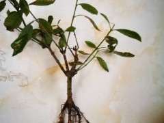 栀子下山桩套袋保湿 还能救过来吗