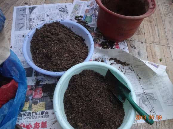 栀子下山桩怎么换盆的方法