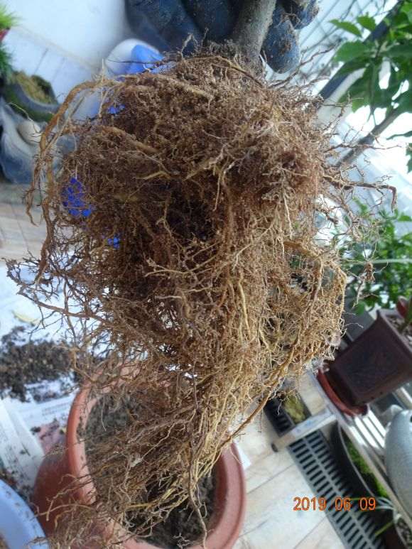 栀子下山桩怎么假植到盆里的方法 图片