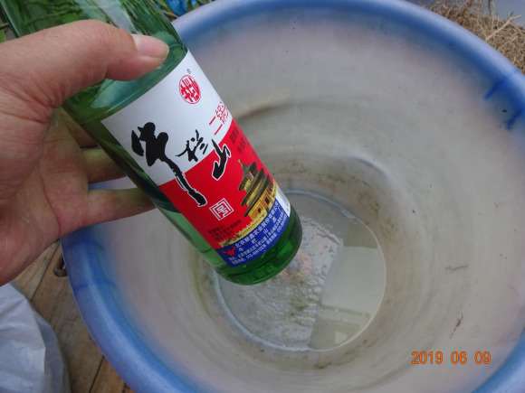 栀子下山桩怎么假植到盆里的方法 图片