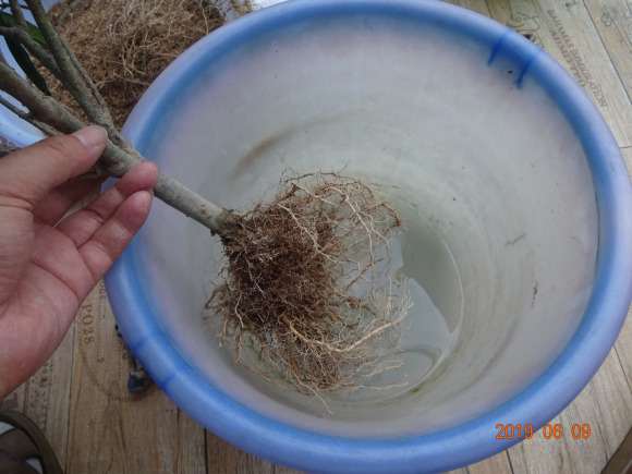 栀子下山桩怎么假植到盆里的方法 图片