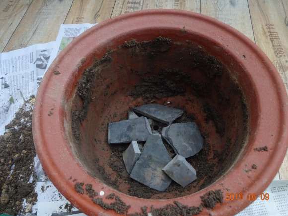 栀子下山桩怎么假植到盆里的方法 图片