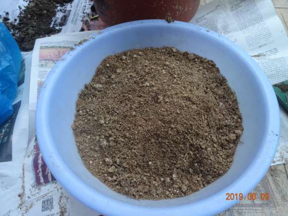 栀子下山桩怎么假植到盆里的方法 图片