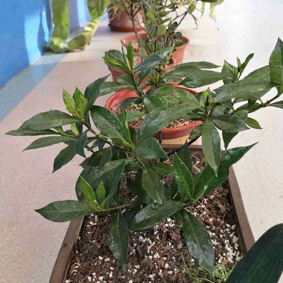 栀子下山桩 土什么配方 最好 图片