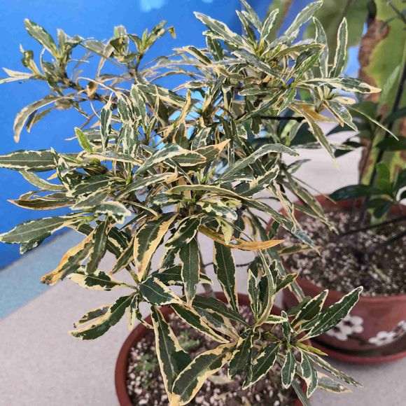 栀子下山桩 土什么配方 最好 图片