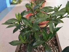 栀子下山桩 土什么配方 最好 图片