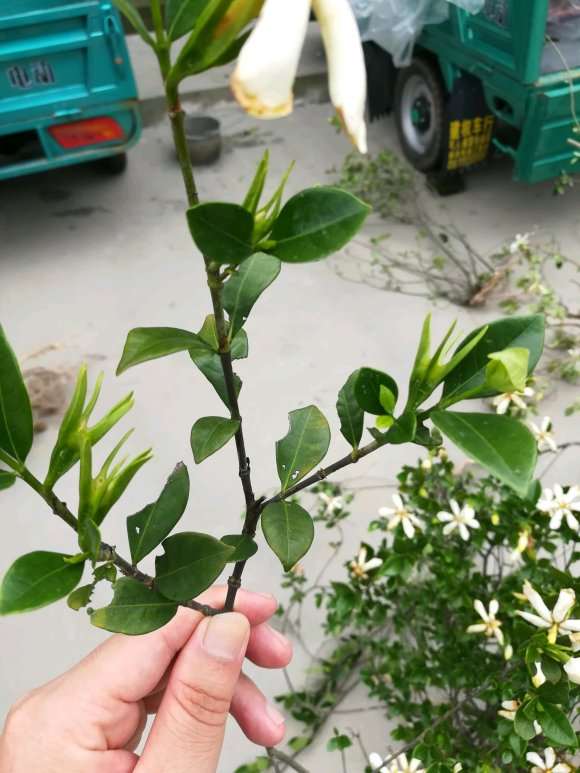 山栀子下山桩结果了 怎么样 图片