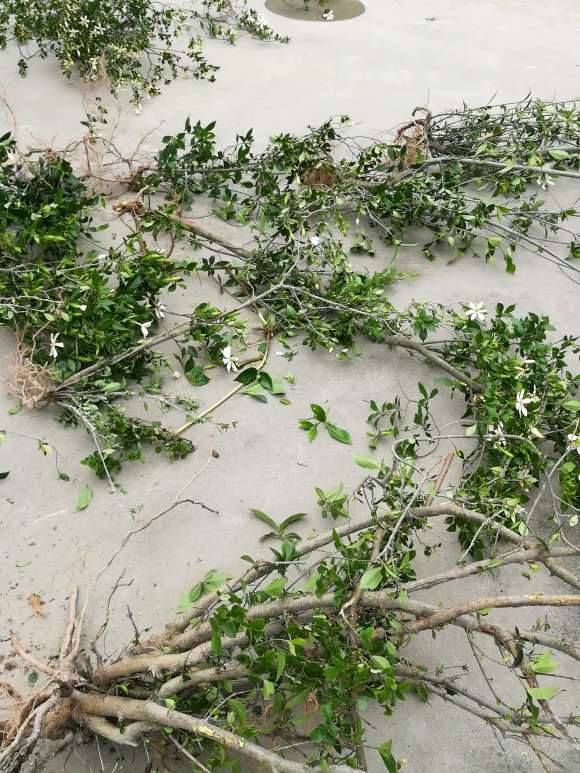 山栀子下山桩结果了 怎么样 图片