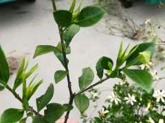 山栀子下山桩结果了 可以吗 图片