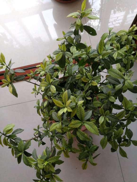 栀子下山桩是缺什么吗 怎么办 图片