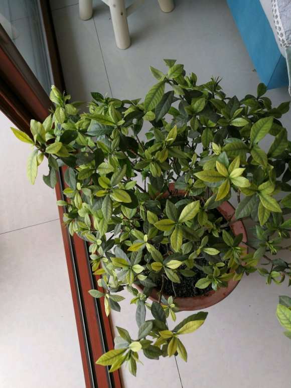 栀子下山桩是缺什么吗 怎么办 图片