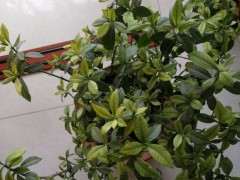 栀子下山桩是缺什么吗 怎么办 图片