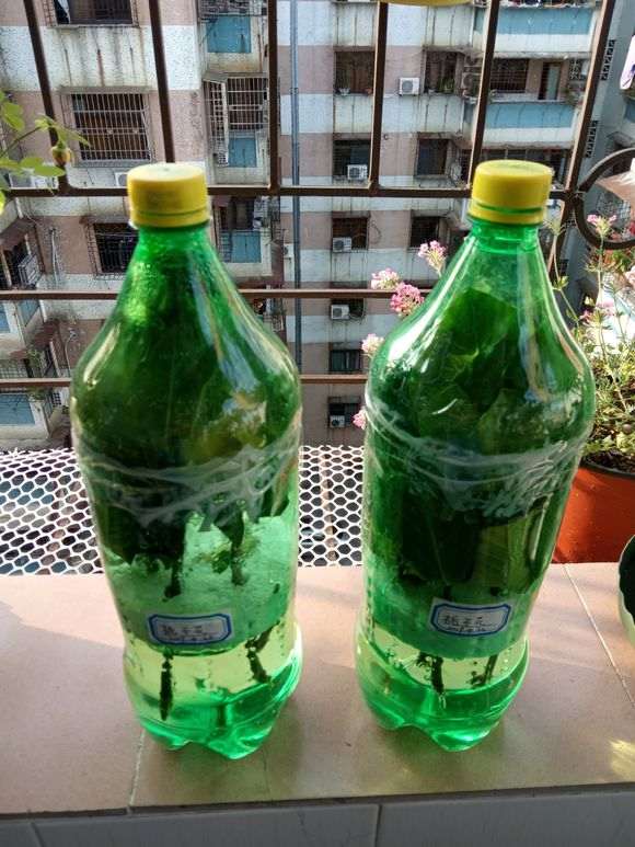 记录怎么水培栀子下山桩的过程 图片