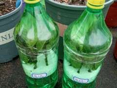 记录怎么水培栀子下山桩的过程 图片