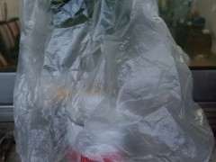 栀子下山桩叶子蔫了 怎么办 图片