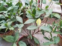 小叶栀子下山桩叶子发黄 怎么办 图片