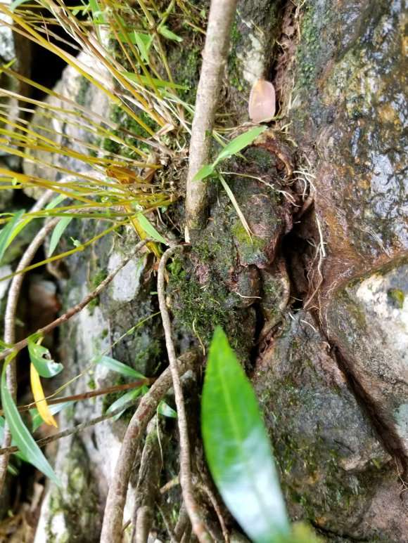 广西柳叶栀子下山桩 怎么样 图片