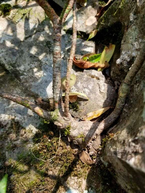广西柳叶栀子下山桩 怎么样 图片