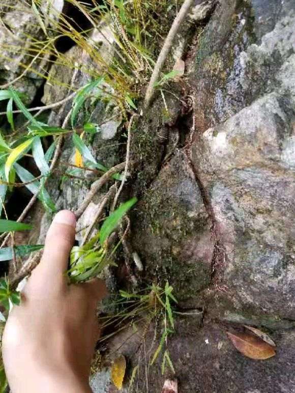 广西柳叶栀子下山桩 怎么样 图片