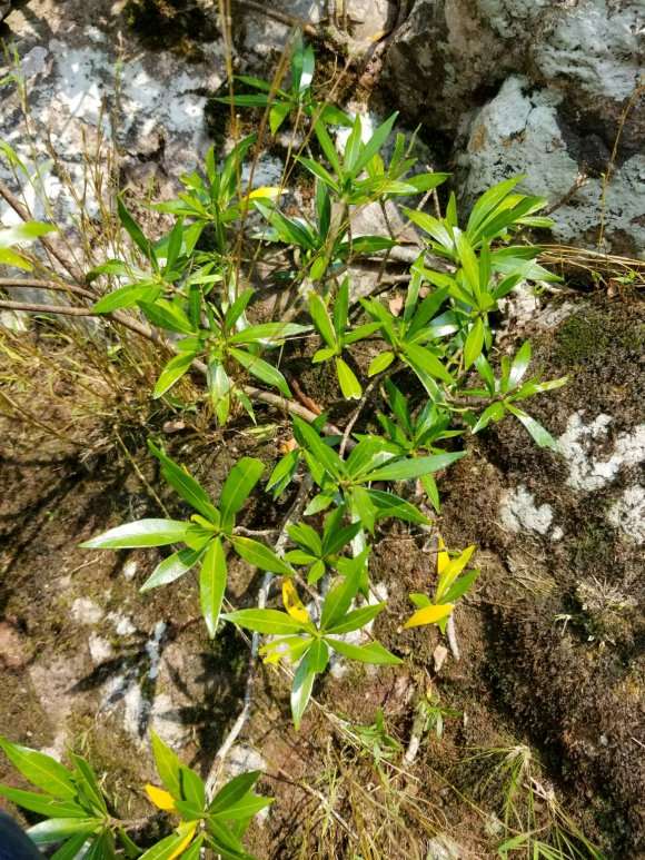 广西柳叶栀子下山桩 怎么样 图片