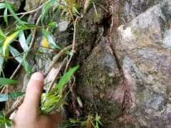 广西柳叶栀子下山桩 可以吗 图片