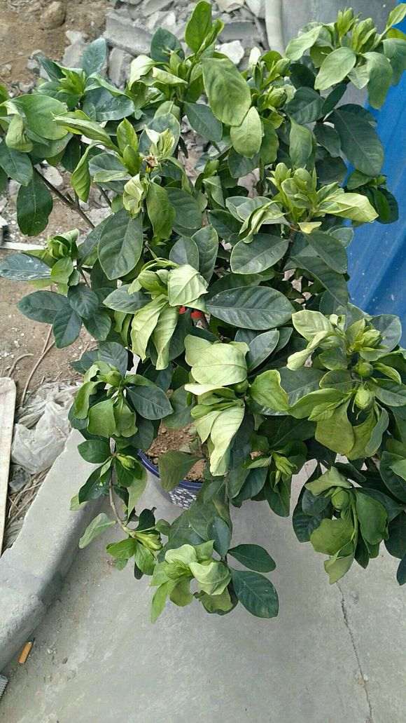 栀子下山桩花苞没有改善 怎么办 图片