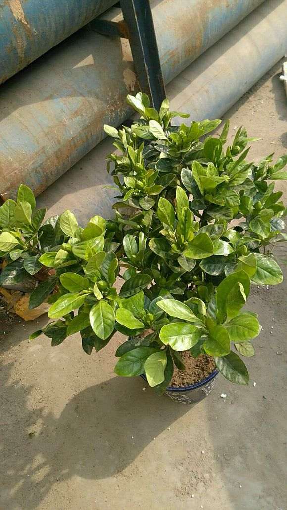 栀子下山桩花苞没有改善 怎么办 图片