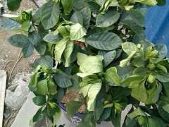 栀子下山桩花苞没有改善 怎么办 图片