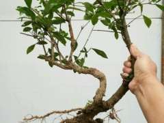 栀子下山桩地栽3年 上盆 了 可以吗 图片