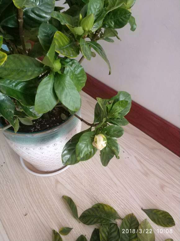 栀子下山桩叶子怎么喷水的方法 图片