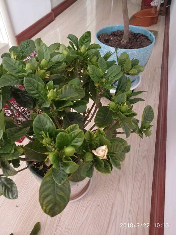 栀子下山桩叶子怎么喷水的方法 图片