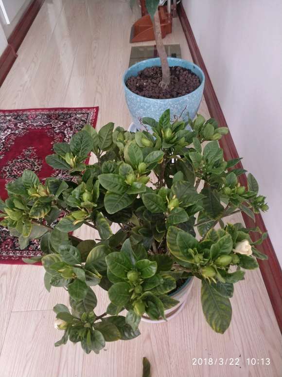 栀子下山桩叶子怎么喷水的方法 图片