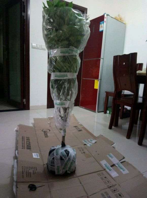 栀子独杆下山桩和丛生有什么区别 图片