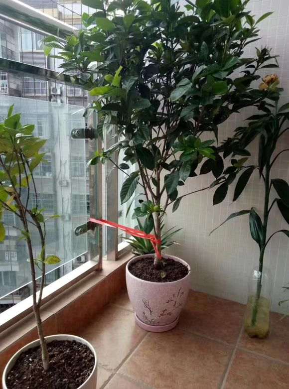 栀子独杆下山桩和丛生有什么区别 图片