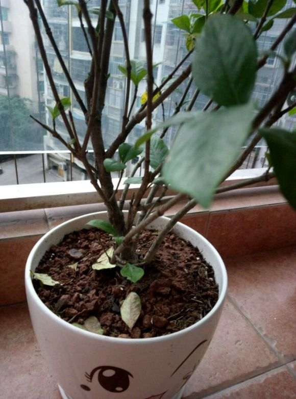 栀子独杆下山桩和丛生有什么区别 图片