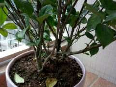 为什么小叶栀子下山桩太好养 图片