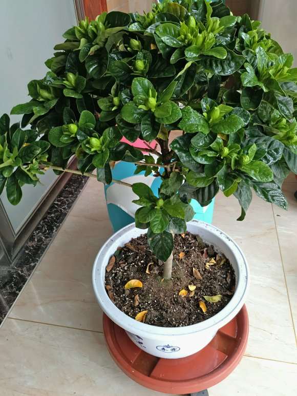 为什么栀子下山桩还落叶 怎么办 图片