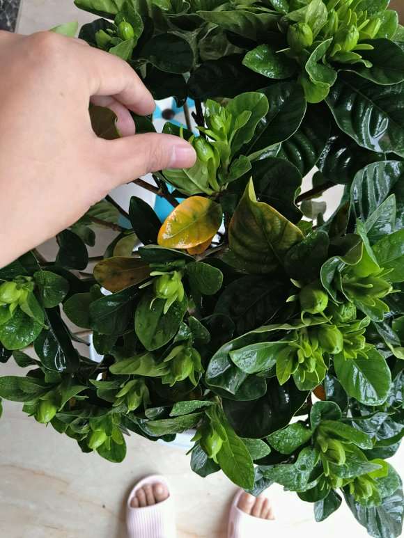 为什么栀子下山桩还落叶 怎么办 图片