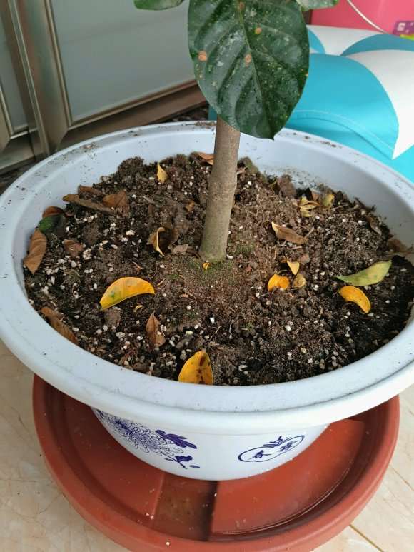 为什么栀子下山桩还落叶 怎么办 图片