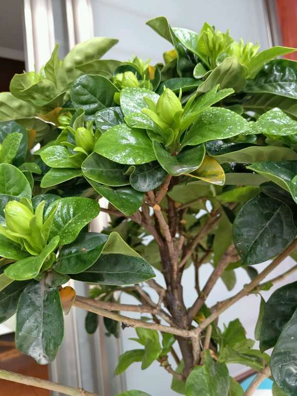 为什么栀子下山桩还落叶 怎么办 图片