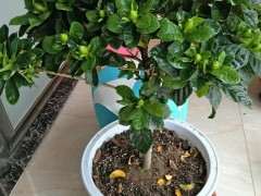 为什么栀子下山桩还落叶 怎么办 图片