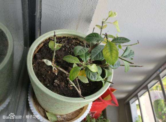 栀子下山桩怎么洗根上盆的方法 图片