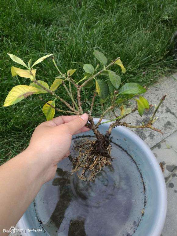 栀子下山桩怎么洗根上盆的方法 图片