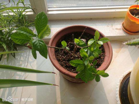 栀子下山桩怎么洗根上盆的方法 图片