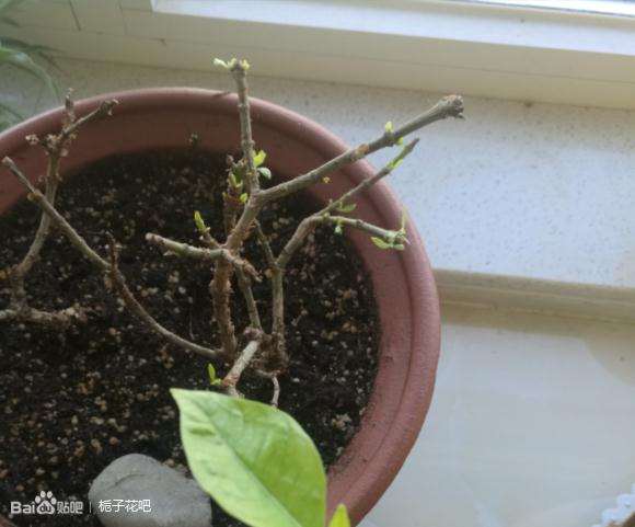 栀子下山桩怎么洗根上盆的方法 图片