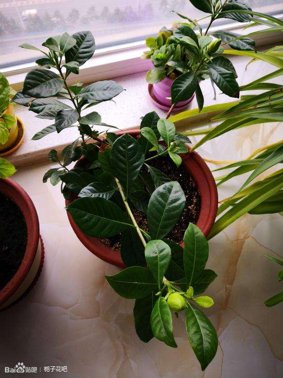 栀子下山桩怎么洗根上盆的方法 图片