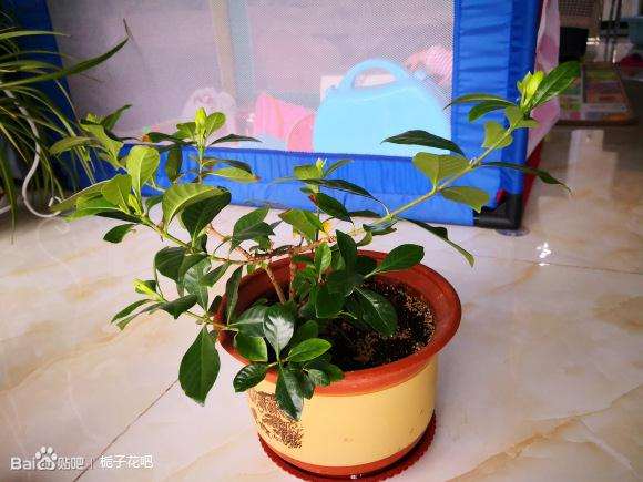 栀子下山桩怎么洗根上盆的方法 图片